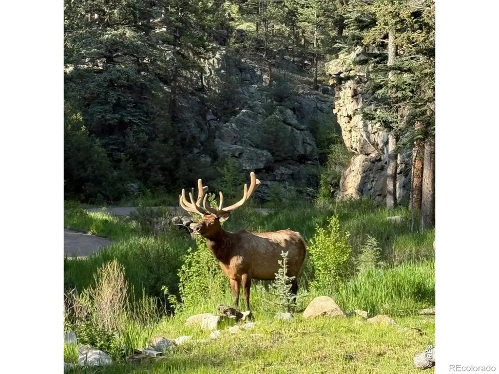 232 Fox Creek Road Glen Haven CO 80532