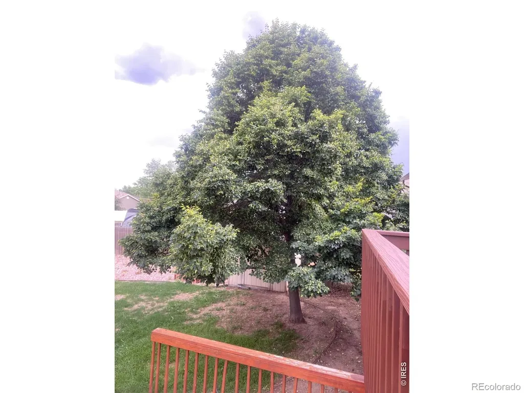 905 Woodbine Drive Windsor CO 80550