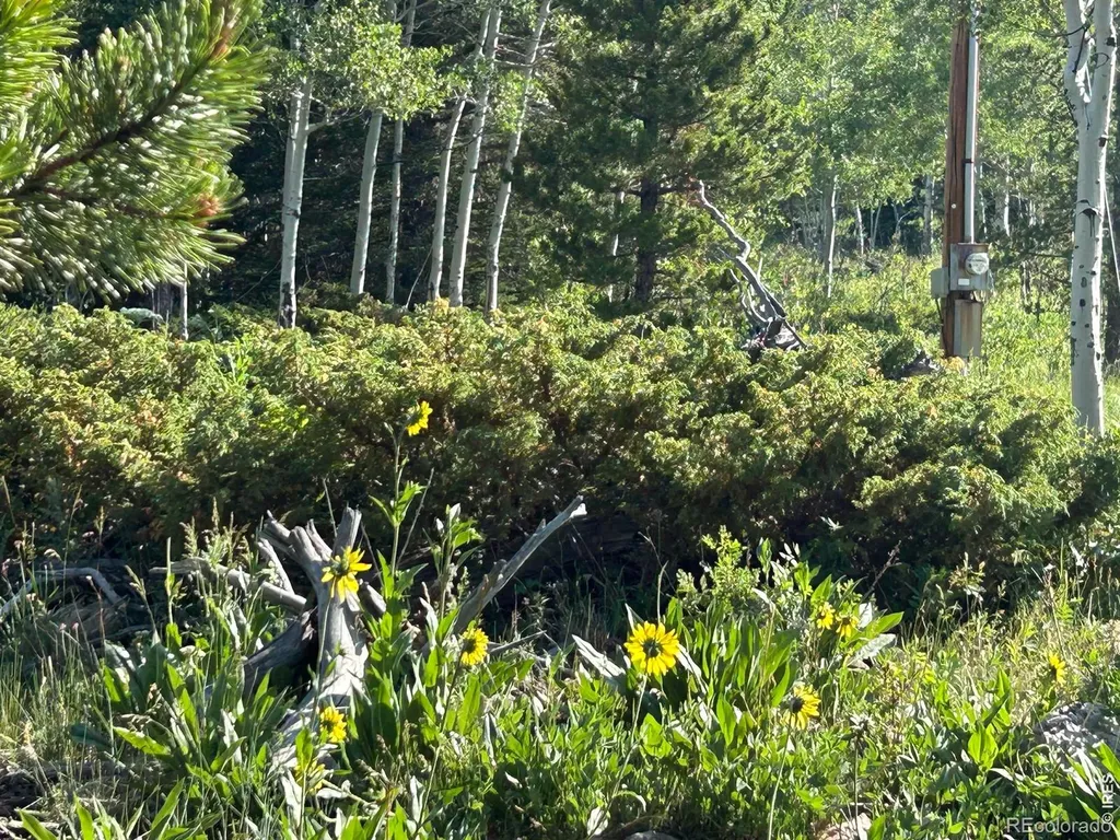 506 Elkridge Road Red Feather Lakes CO 80545
