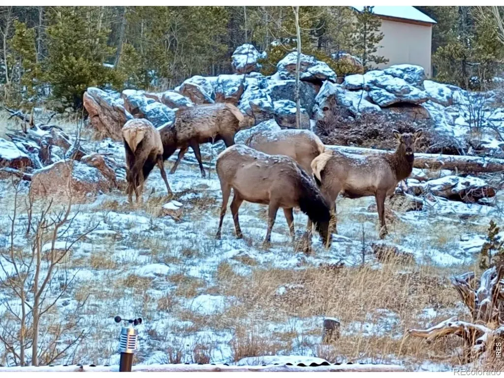 3689 Ottawa Way Red Feather Lakes CO 80545