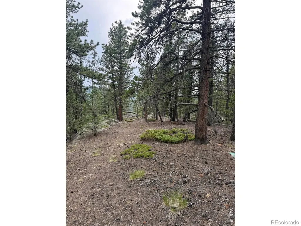 225 Bobcat Way Ward CO 80481