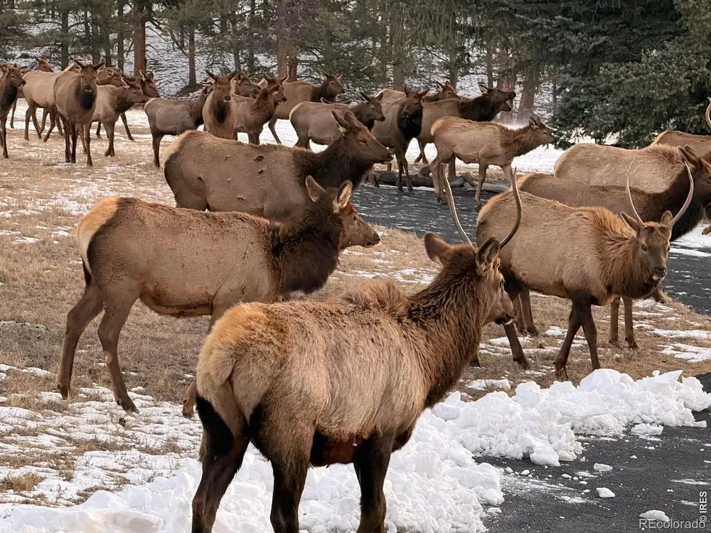 1041 Otis Lane Estes Park CO 80517