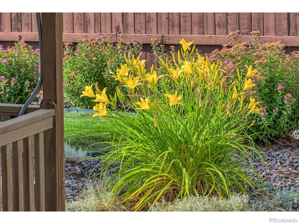 6015 Yellowtail Street Timnath CO 80547