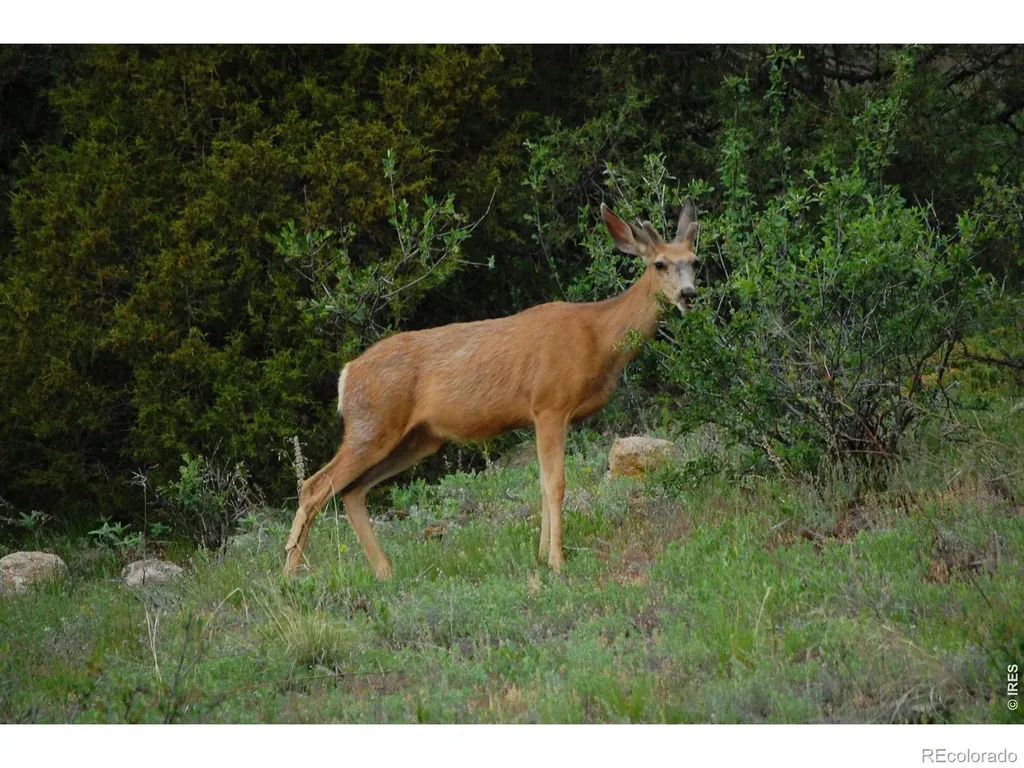 5896 Peregrine Trail Golden CO 80403