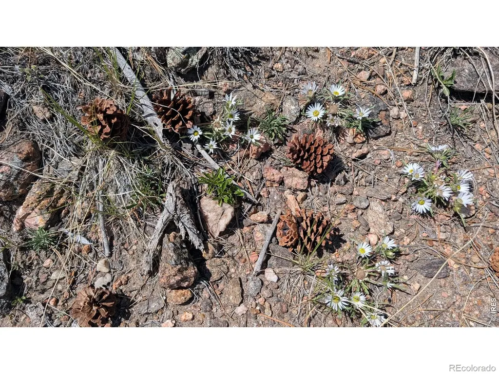 0 Old Camp Road Bellvue CO 80512