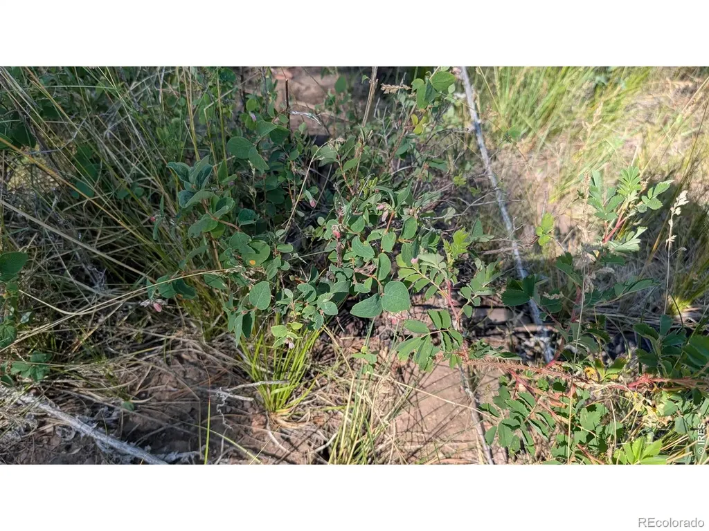 0 Old Camp Road Bellvue CO 80512