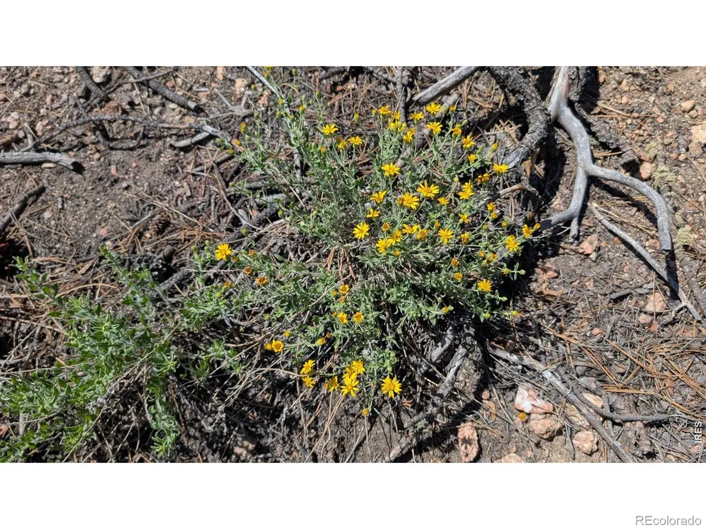 0 Old Camp Road Bellvue CO 80512