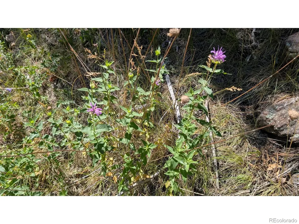 0 Old Camp Road Bellvue CO 80512