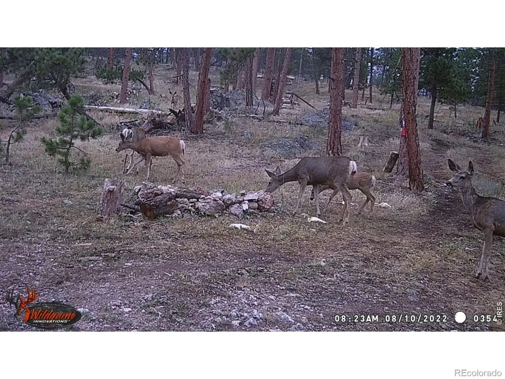 0 Old Camp Road Bellvue CO 80512