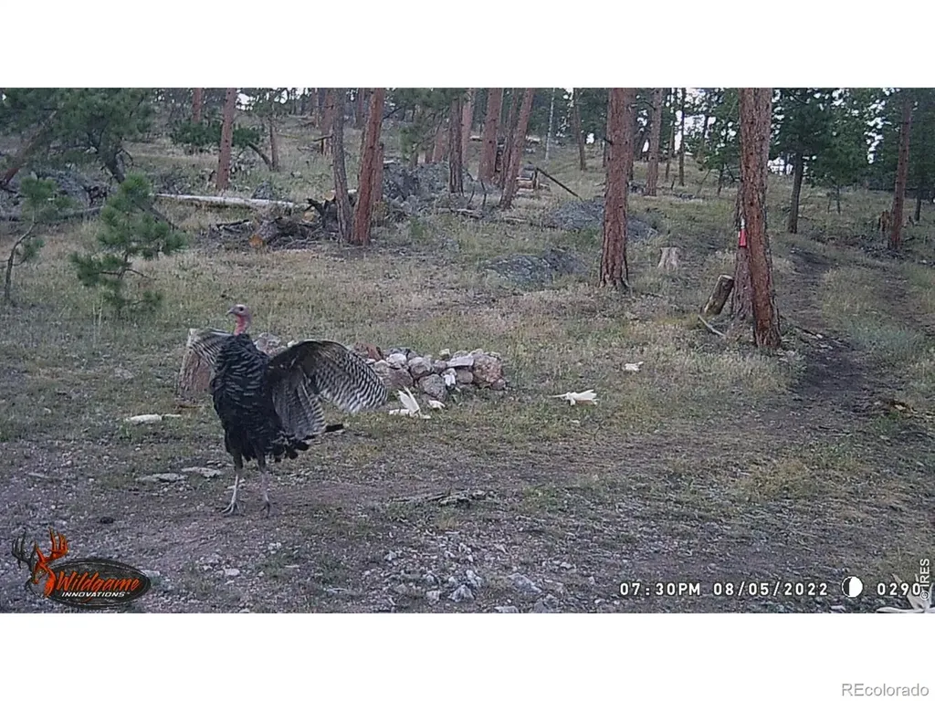 0 Old Camp Road Bellvue CO 80512