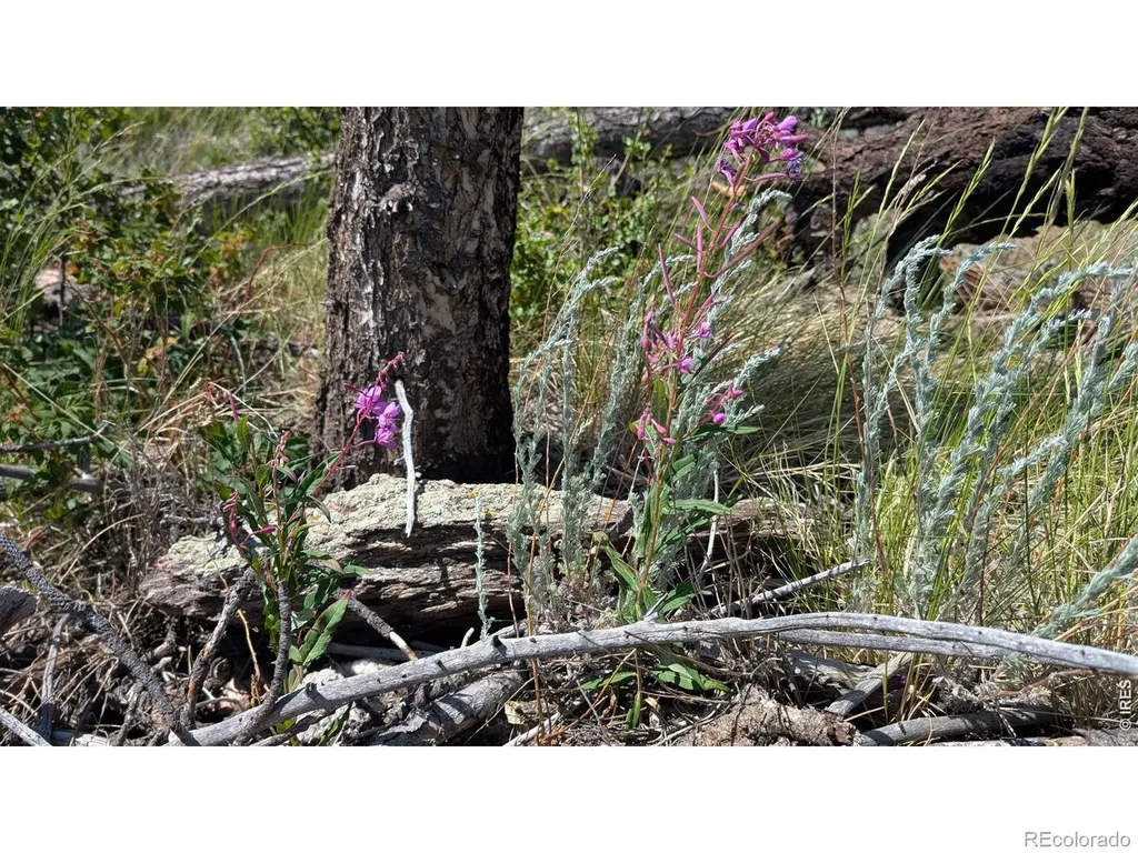 0 Old Camp Road Bellvue CO 80512