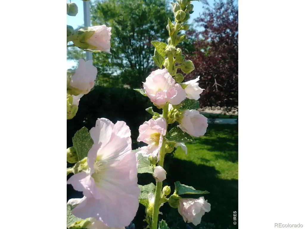 16306 9th Street Mead CO 80542
