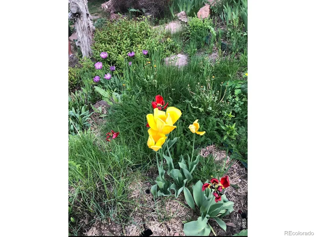 1108 Eagle Drive Lyons CO 80540