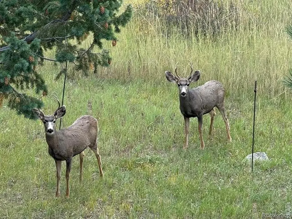 1650 Lazy Z Road Nederland CO 80466