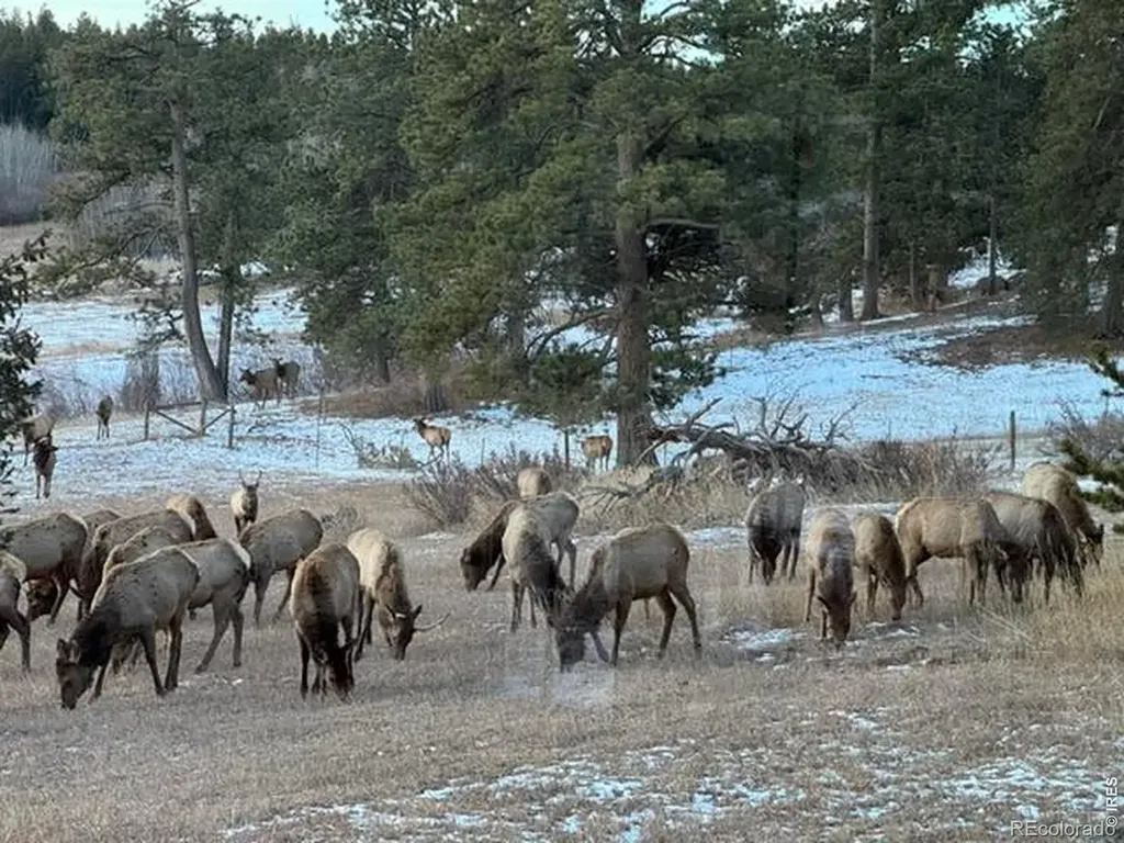 1650 Lazy Z Road Nederland CO 80466