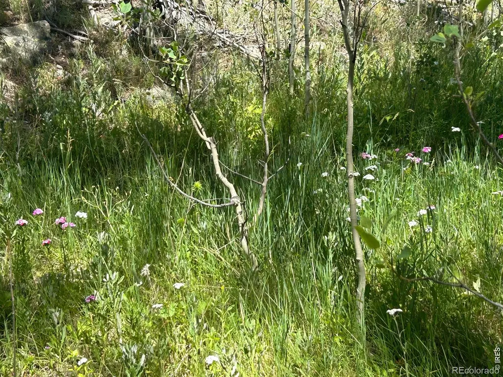 745 Nokomis Road Red Feather Lakes CO 80545