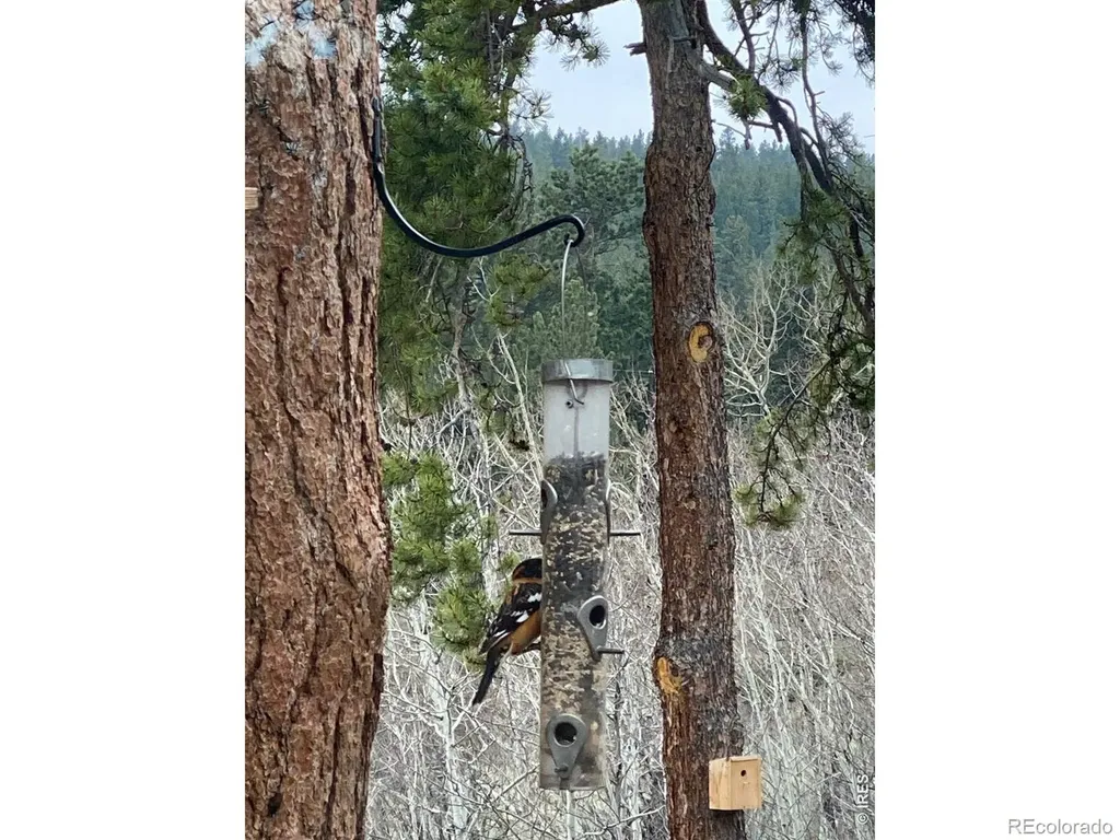 1820 Lazy Z Road Nederland CO 80466