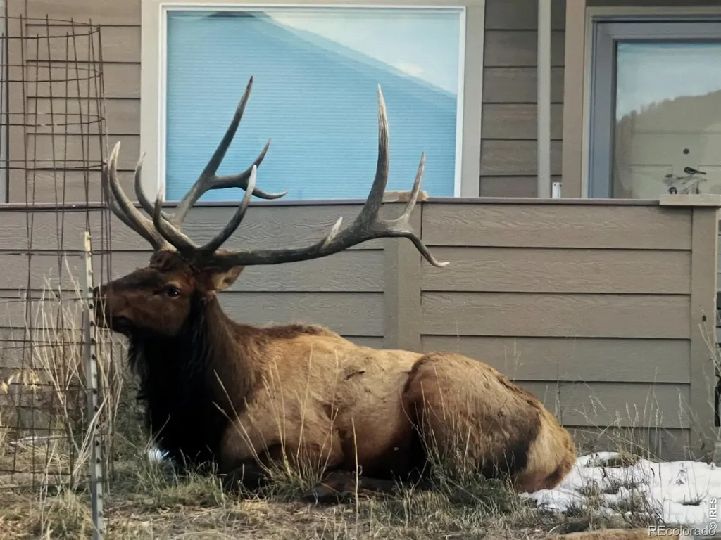 1900 Gray Hawk Court Estes Park CO 80517