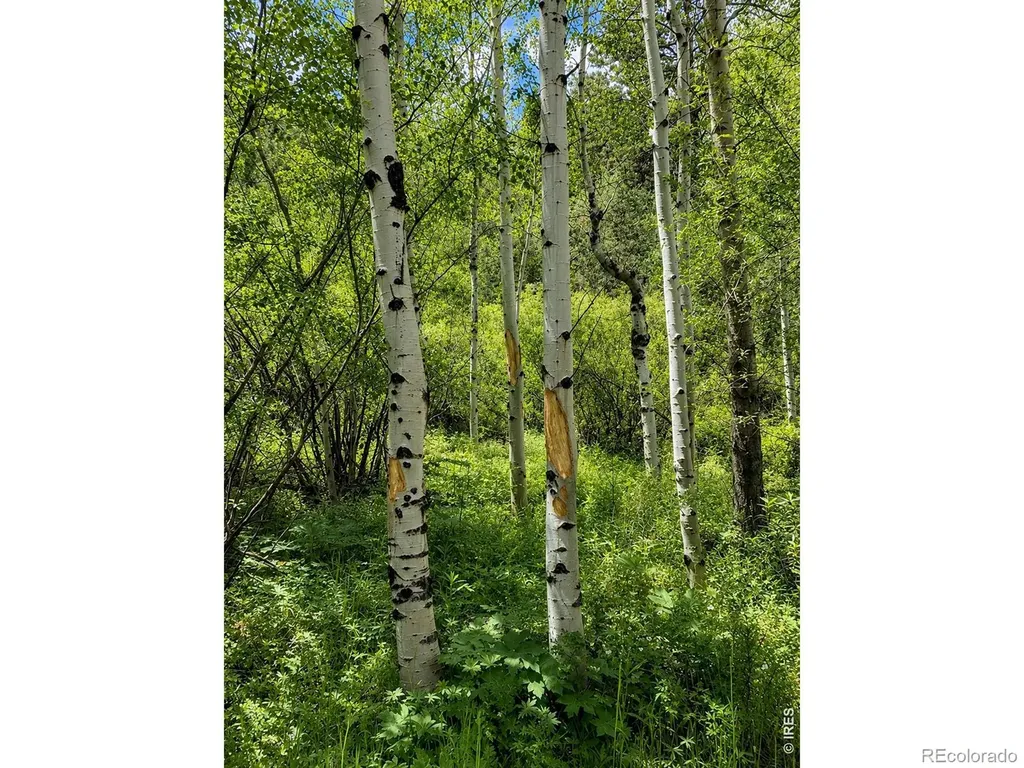 0 County Road 59 Allenspark CO 80510
