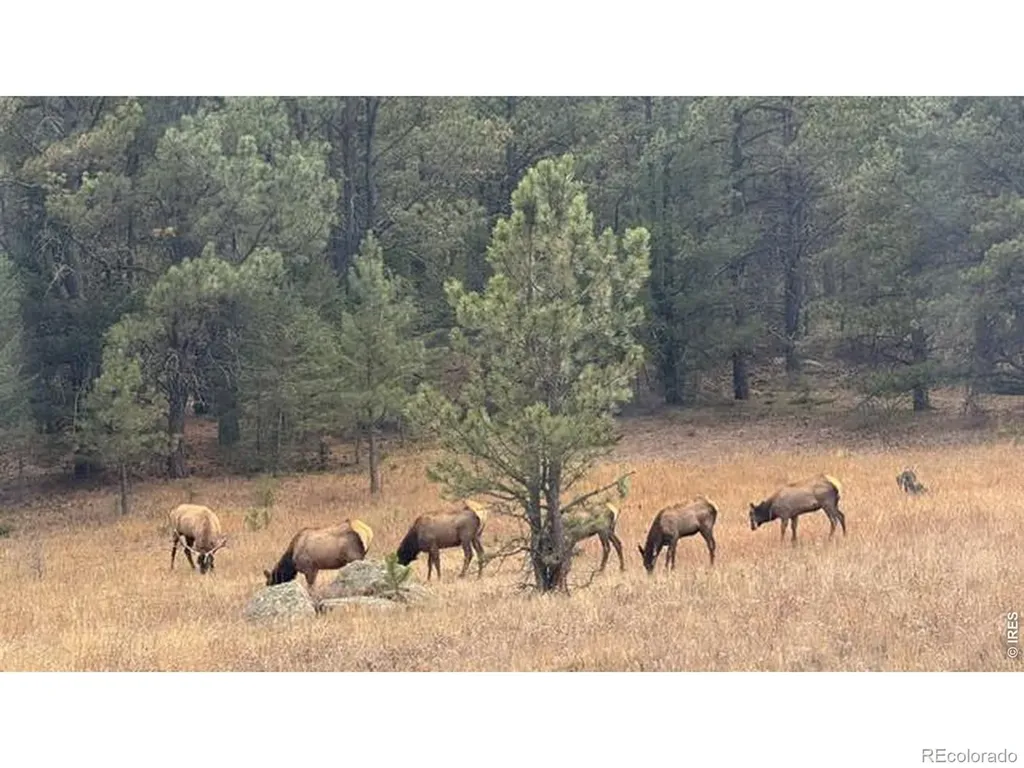 0 County Road 59 Allenspark CO 80510