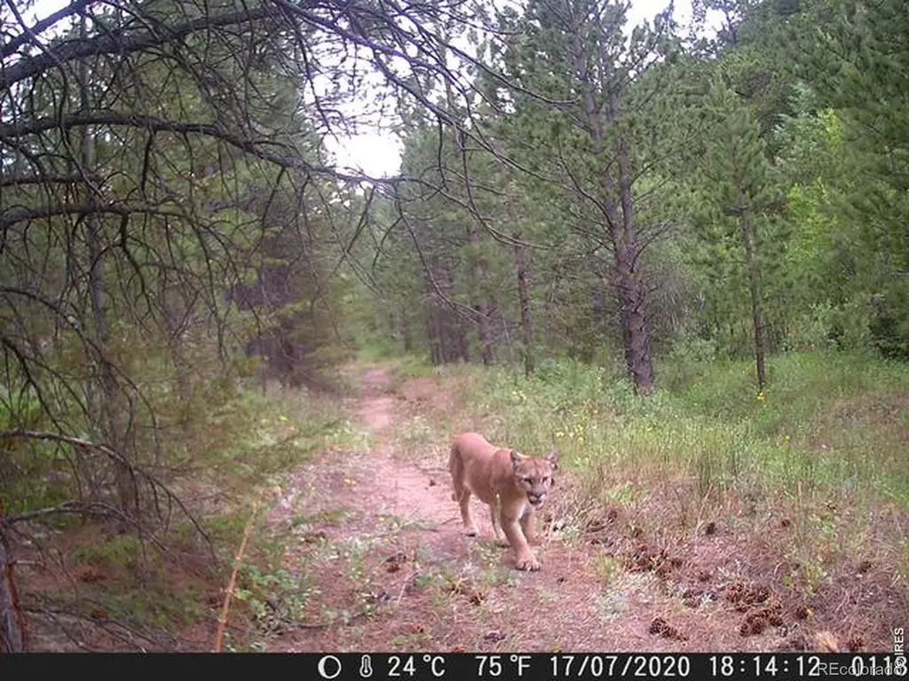 0 County Road 59 Allenspark CO 80510