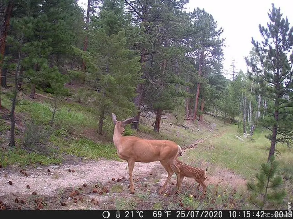 0 County Road 59 Allenspark CO 80510