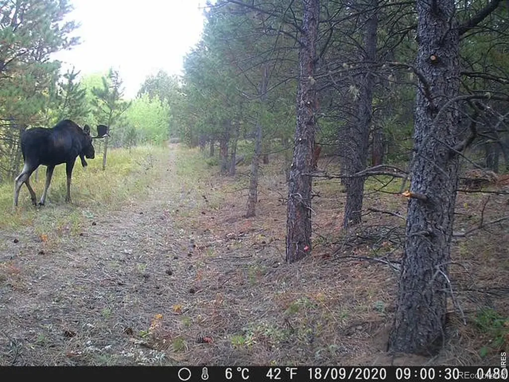 0 County Road 59 Allenspark CO 80510