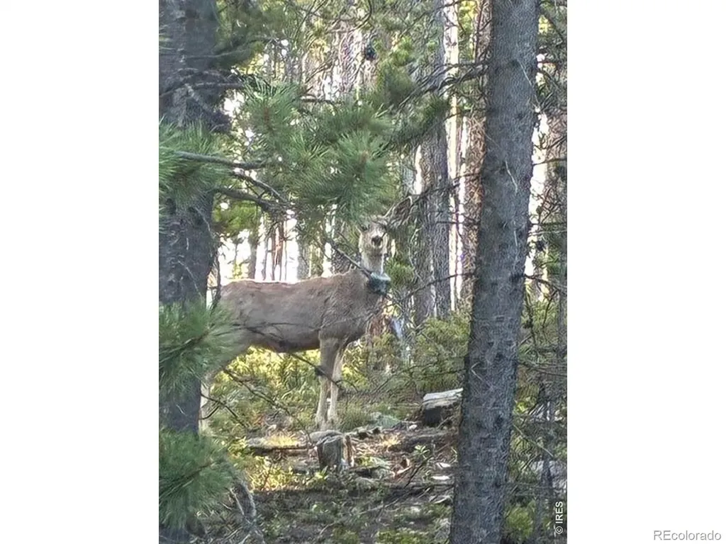321 Shasta Way Red Feather Lakes CO 80545