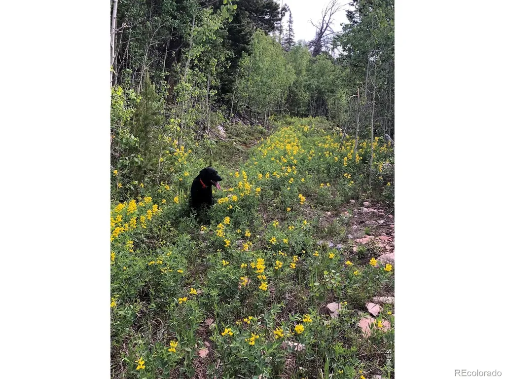 540 Elkridge Road Red Feather Lakes CO 80545