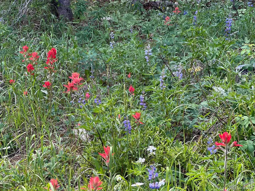 10000 Forest Road Red Feather Lakes CO 80545