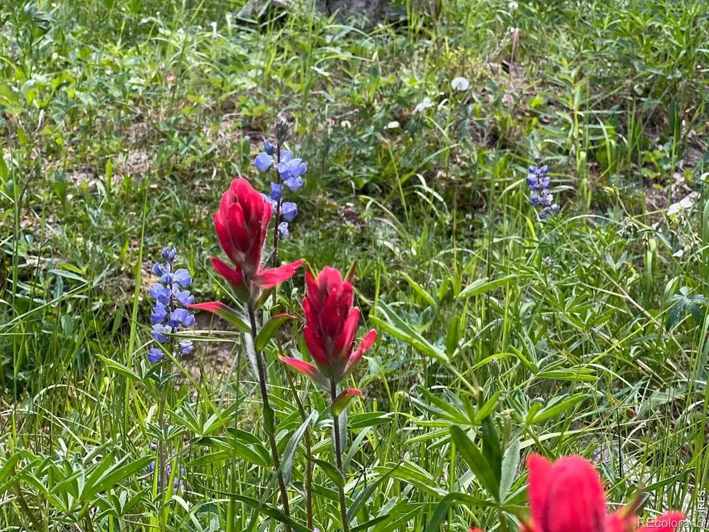 10000 Forest Road Red Feather Lakes CO 80545