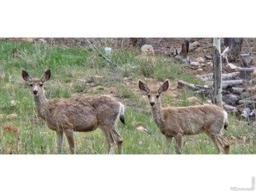 534 Blackfoot Road Red Feather Lakes CO 80545