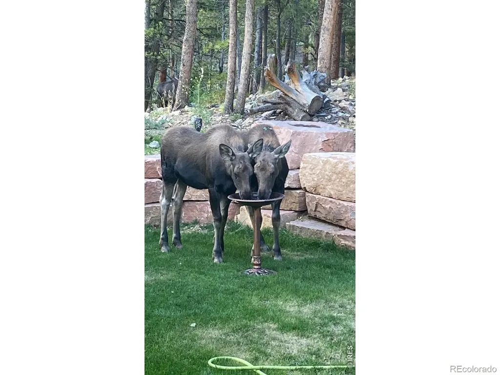 1447 Coyote Circle Black Hawk CO 80422