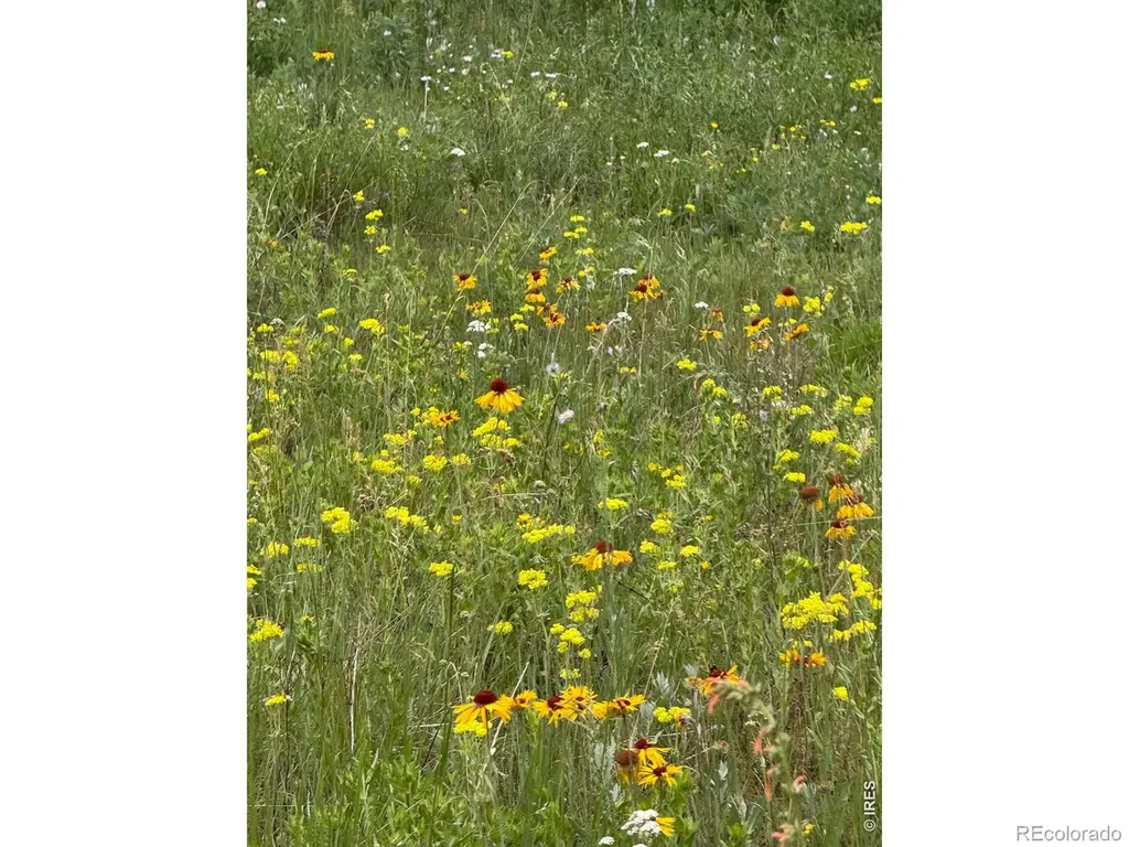 1447 Coyote Circle Black Hawk CO 80422