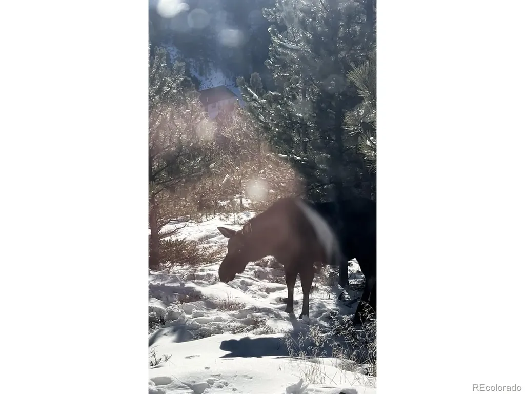 416 Comanche Circle Red Feather Lakes CO 80545