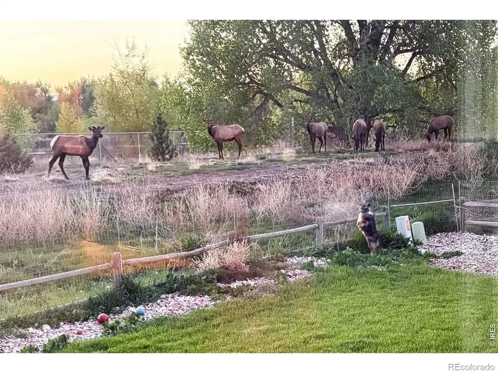 373 Orvis Court Loveland CO 80537