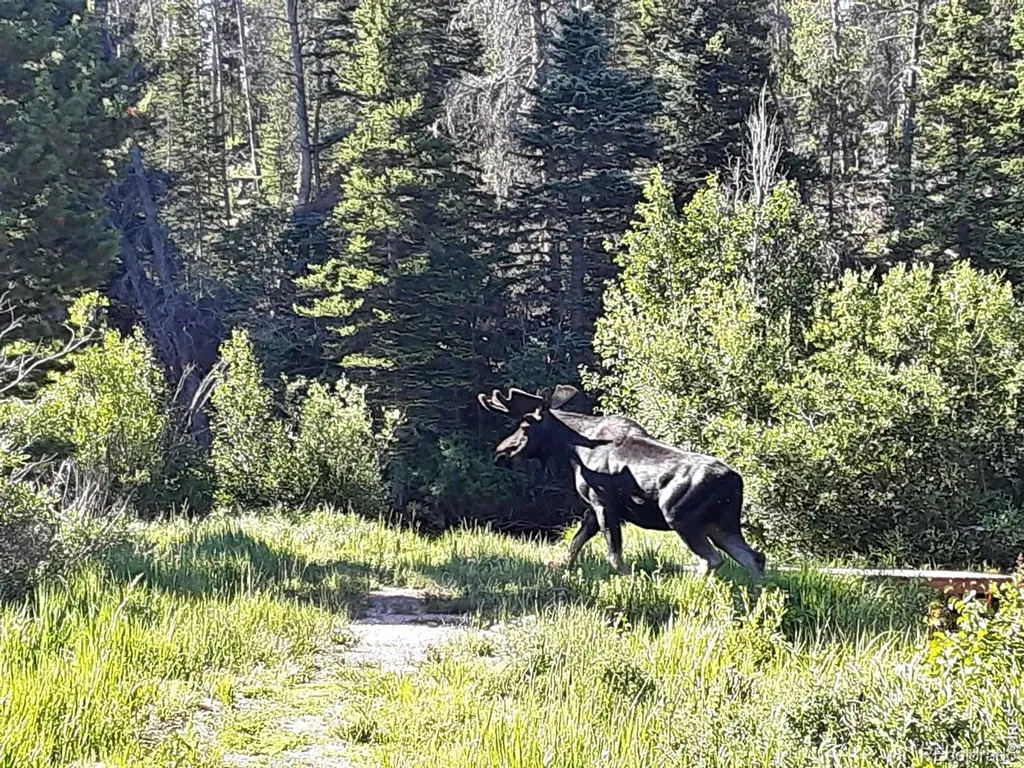 7498 Ottawa Way Red Feather Lakes CO 80545