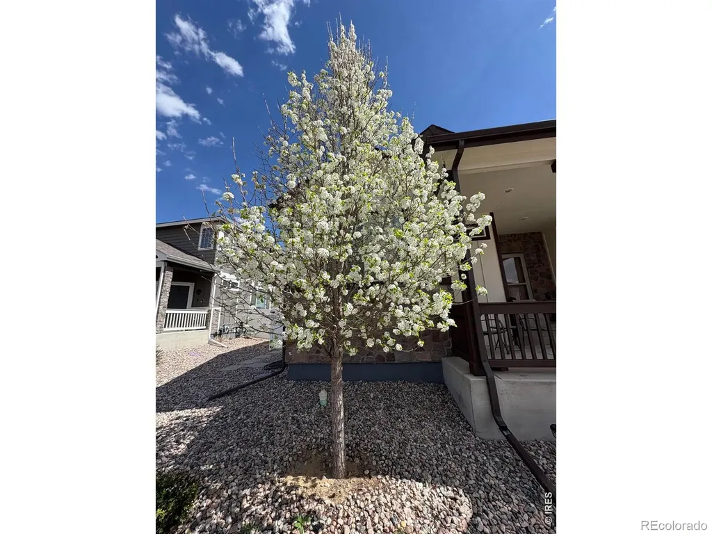 1210 Muskox Street Severance CO 80550