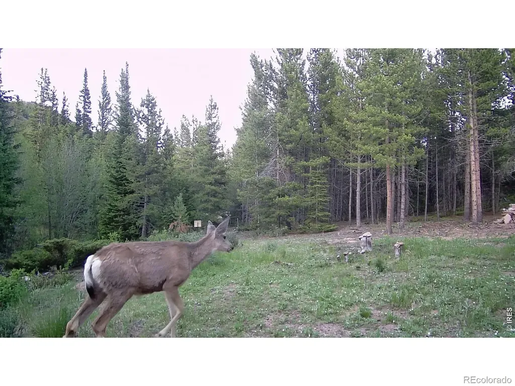 236 Mescalero Drive Red Feather Lakes CO 80545