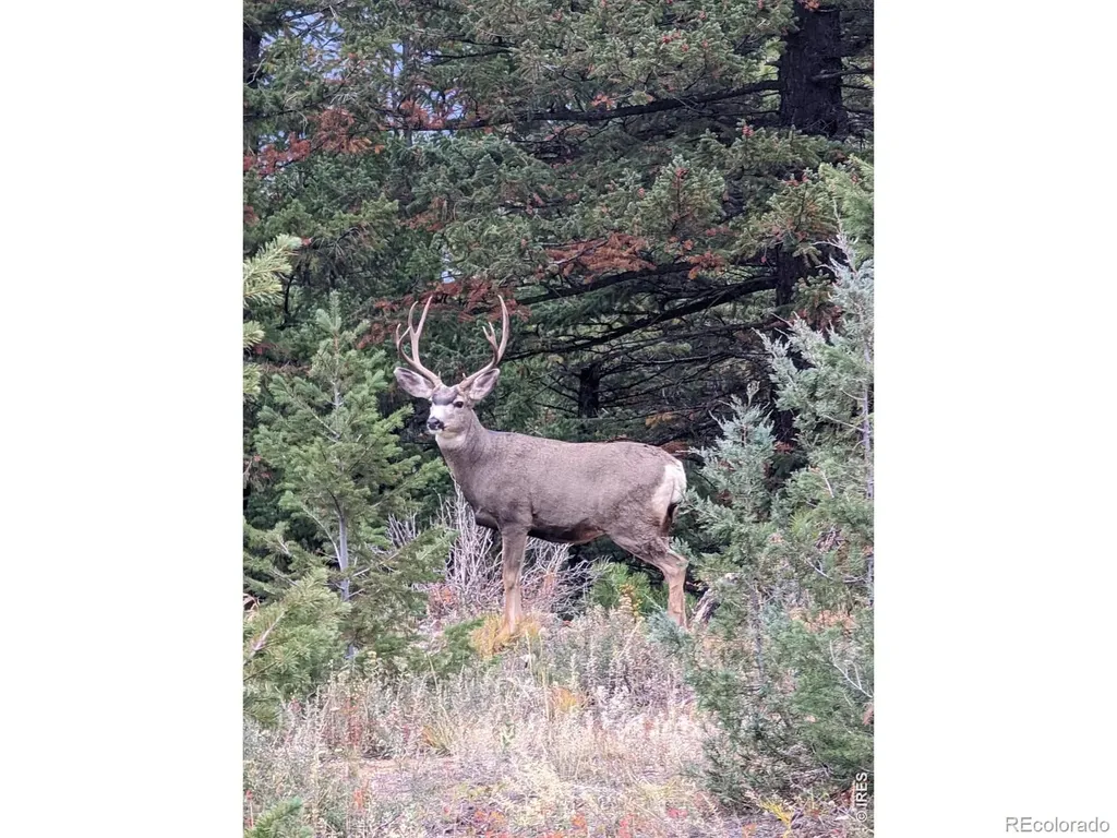 1312 Chute Road Golden CO 80403