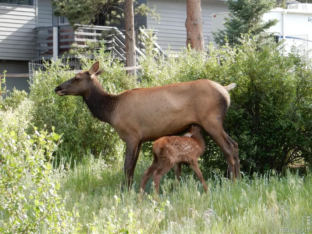 895 Elk Meadow Court Estes Park CO 80517