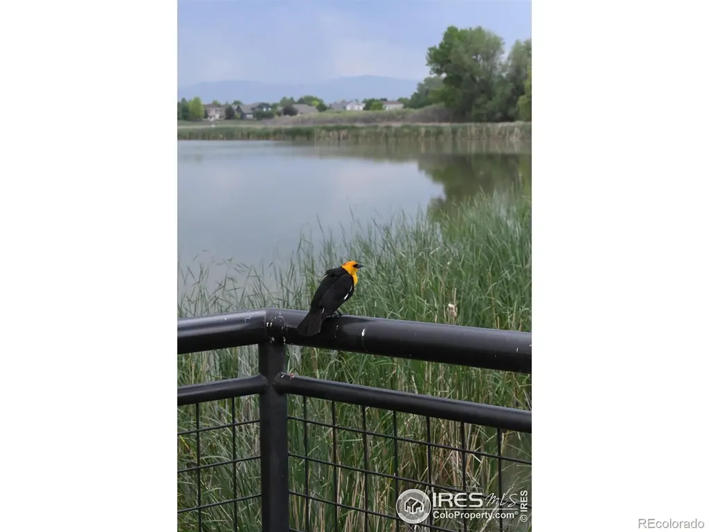 804 Summer Hawk Drive Longmont CO 80504