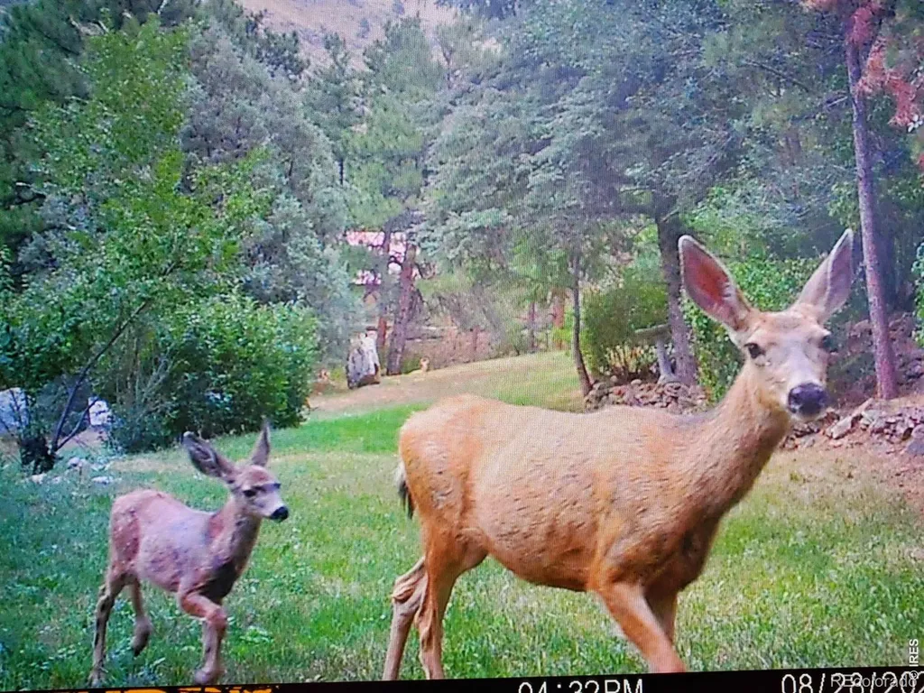 7301 Poudre Canyon Road Bellvue CO 80512