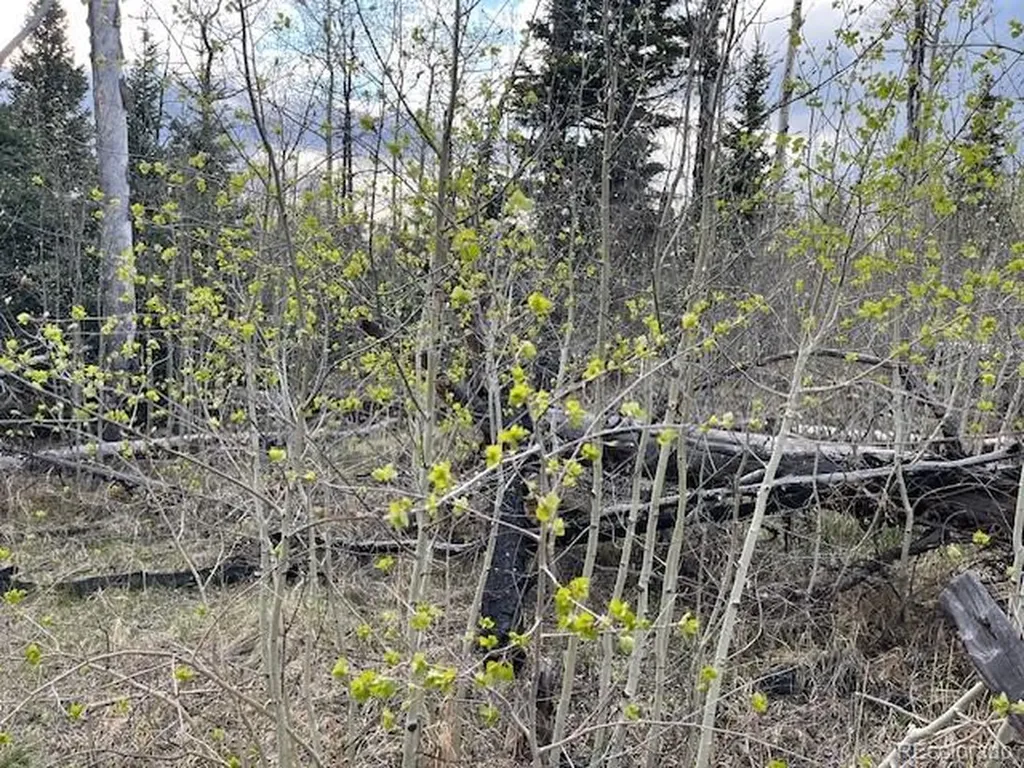 Lot 2610 Lux Lane Fort Garland CO 81133