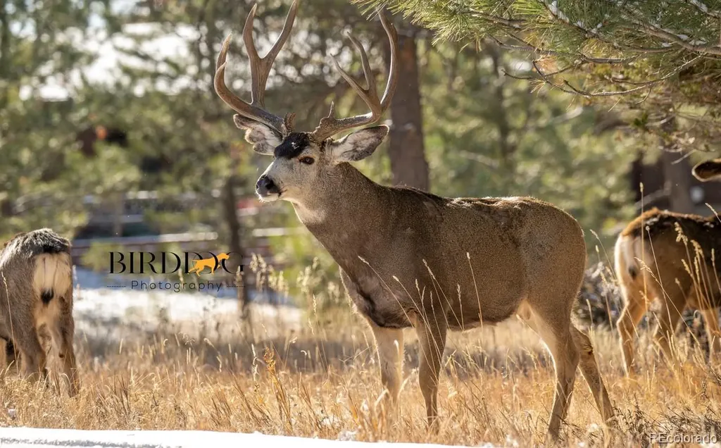 7905 Ponderosa Lane Parker CO 80138