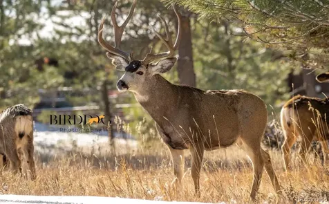 7905 Ponderosa Lane Parker CO 80138