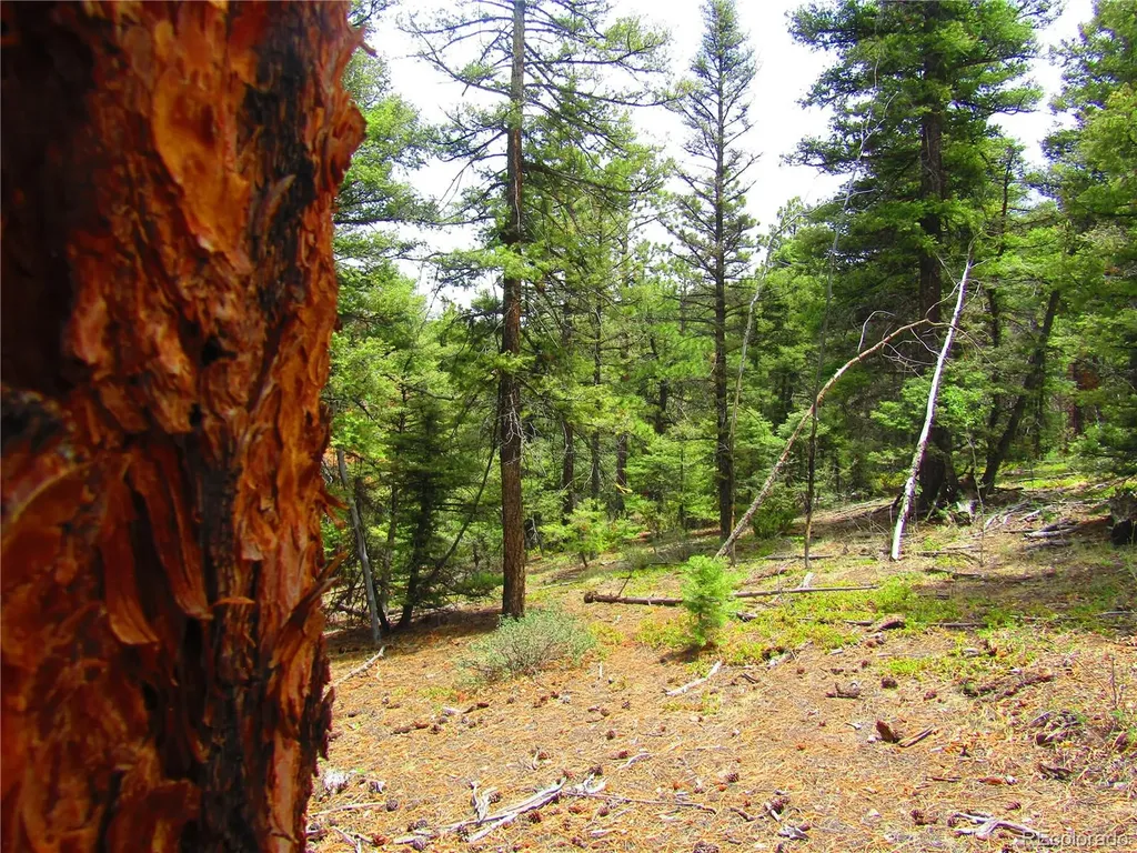 Lot 6029 Spruce Road San Luis CO 81152