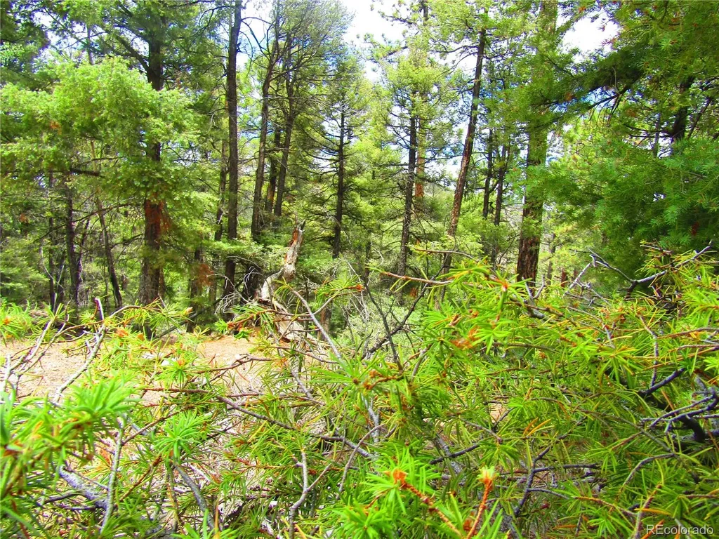 Lot 6029 Spruce Road San Luis CO 81152