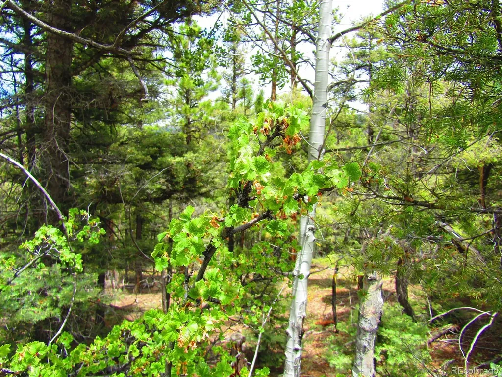 Lot 6029 Spruce Road San Luis CO 81152