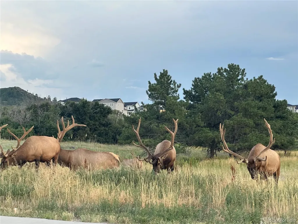 146 Kitselman Drive Castle Rock CO 80104